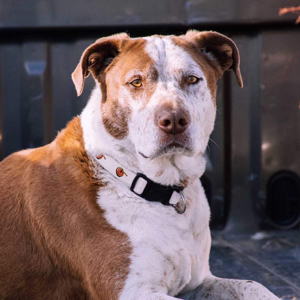 Target best sale bark collar