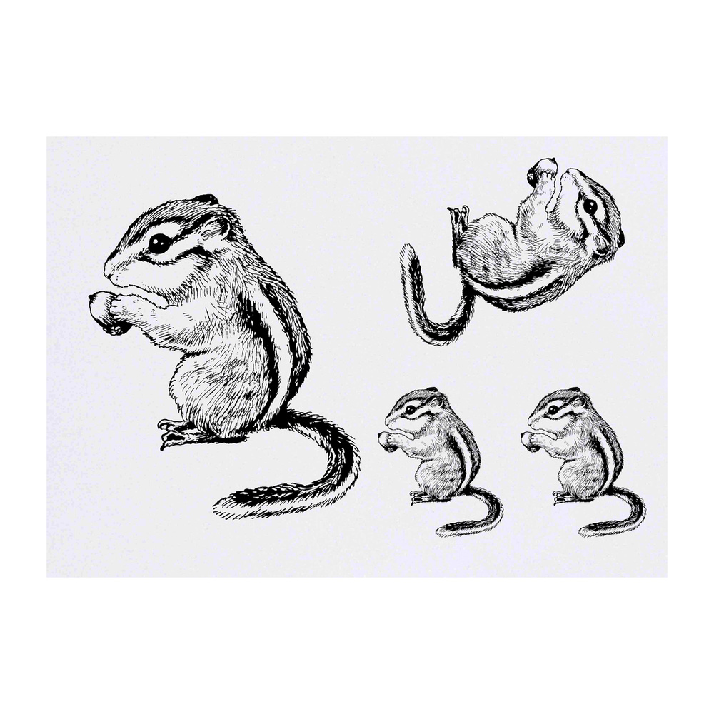 Chipmunk Drawing Images – Browse 9,335 Stock Photos, Vectors, and Video |  Adobe Stock