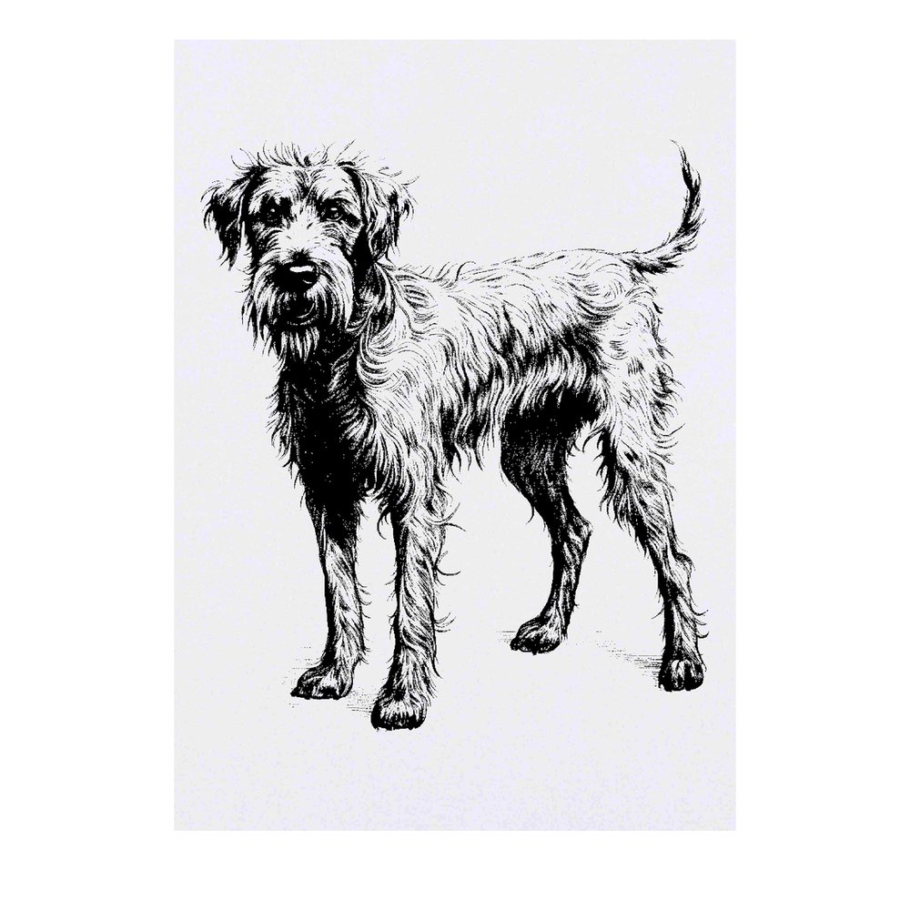 Irish Wolfhound 19th Century Dog Engraving Stock Illustration - Download  Image Now - Irish Wolfhound, 1879, 19th Century - iStock
